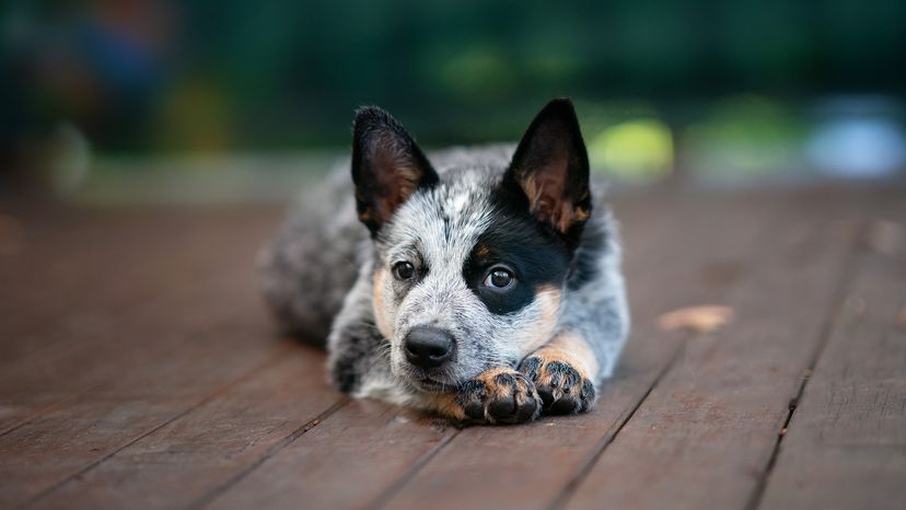 Blue heeler smartest store dog