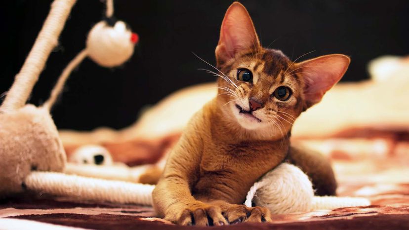 Abyssinian cat