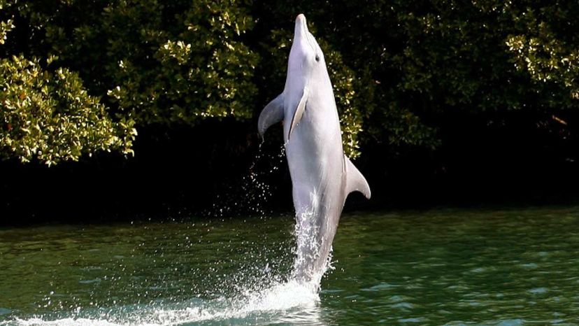 dolphin tail walking