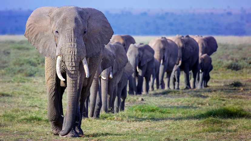 African Elephants