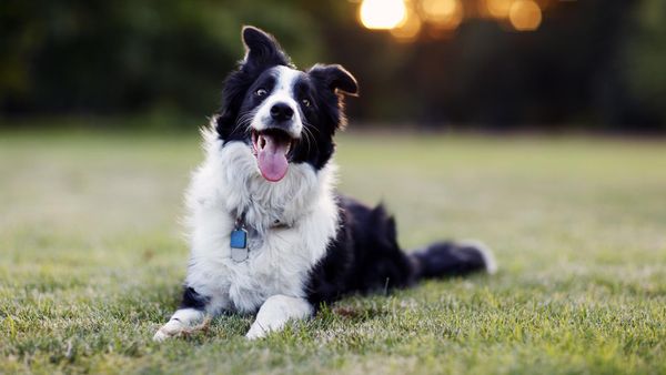 border collie