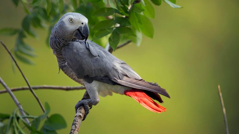 African Grey Parrot