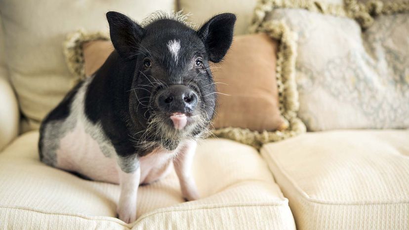 pot bellied pig