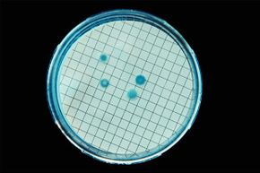 Coliforms are organisms often found in animal and human feces, as well as on soil and plants