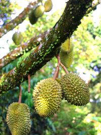 Durian is popular in Southeast Asia. Some people love the spiky fruit's pungent odor, and others think it's revolting.