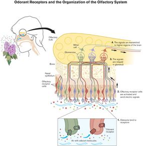 An illustration of how receptors function in the olfactory system