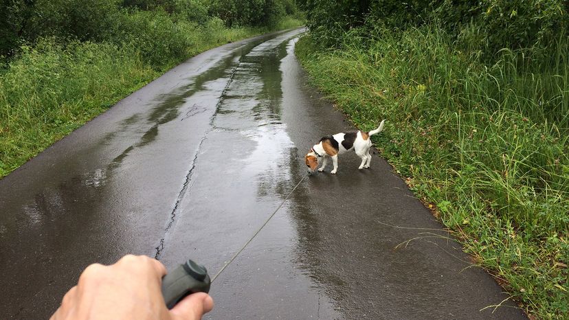 在潮湿的路面上的狗”width=