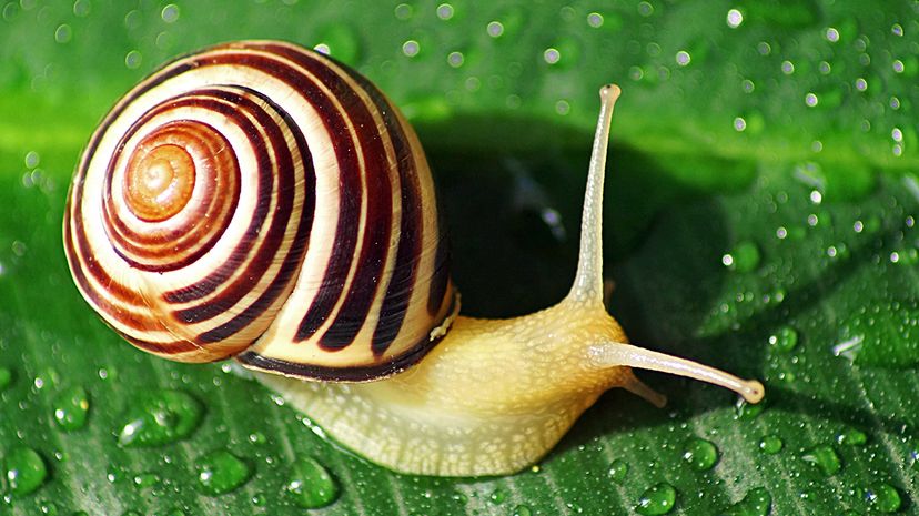 snail on leaf