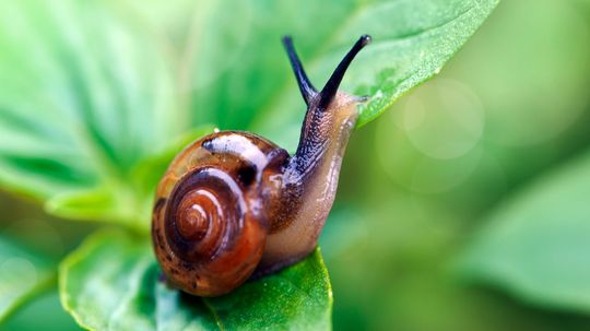 Why Are Snails and Slugs So, Well, Sluggish?