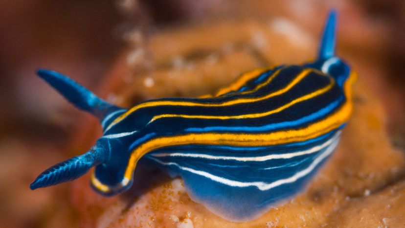 Mediterranean nudibranch