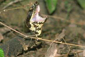 The Cottonmouth snake is also called the Water Moccasin. See more pictures of reptiles.