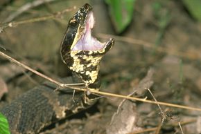 Video: Baby frogs escape from snake in seconds