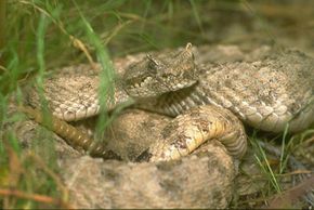 Sidewinder snake (a.k.a. &quot;horned rattlesnake&quot;)