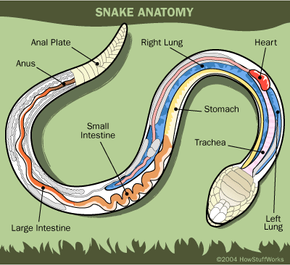 snake external anatomy