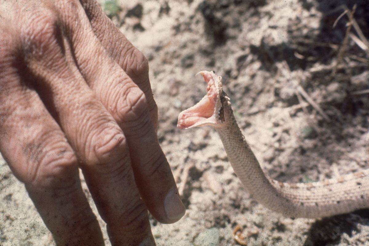 Highly Venomous 'Beast' Snake Found Inside Family Home