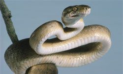 Amazon Tree Boa, Corallus hortulanus, draped around branch