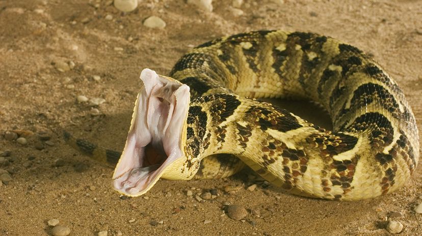 粉扑蝰蛇(Bitis ariietans)是一种毒蛇，也是非洲最常见的蛇之一。帕纳奇制作/牛津科学/盖蒂图片社＂width=