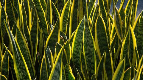 Snake Plant: A Great Plant for People Who Aren't Great With Plants - Vimarsana News