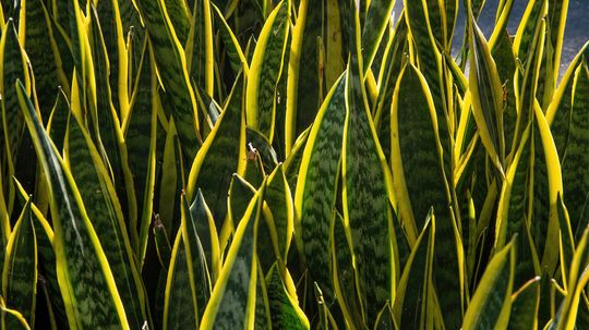 Snake Plant: A Great Plant for People Who Aren't Great With Plants