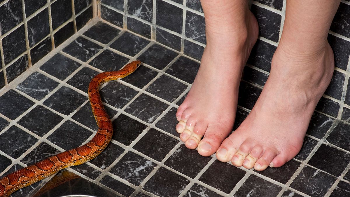 Wild footage shows snake slithering around toilet