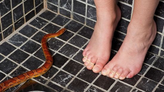 Can Snakes Really Come Up a Toilet Pipe?