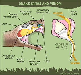 snake mouth anatomy