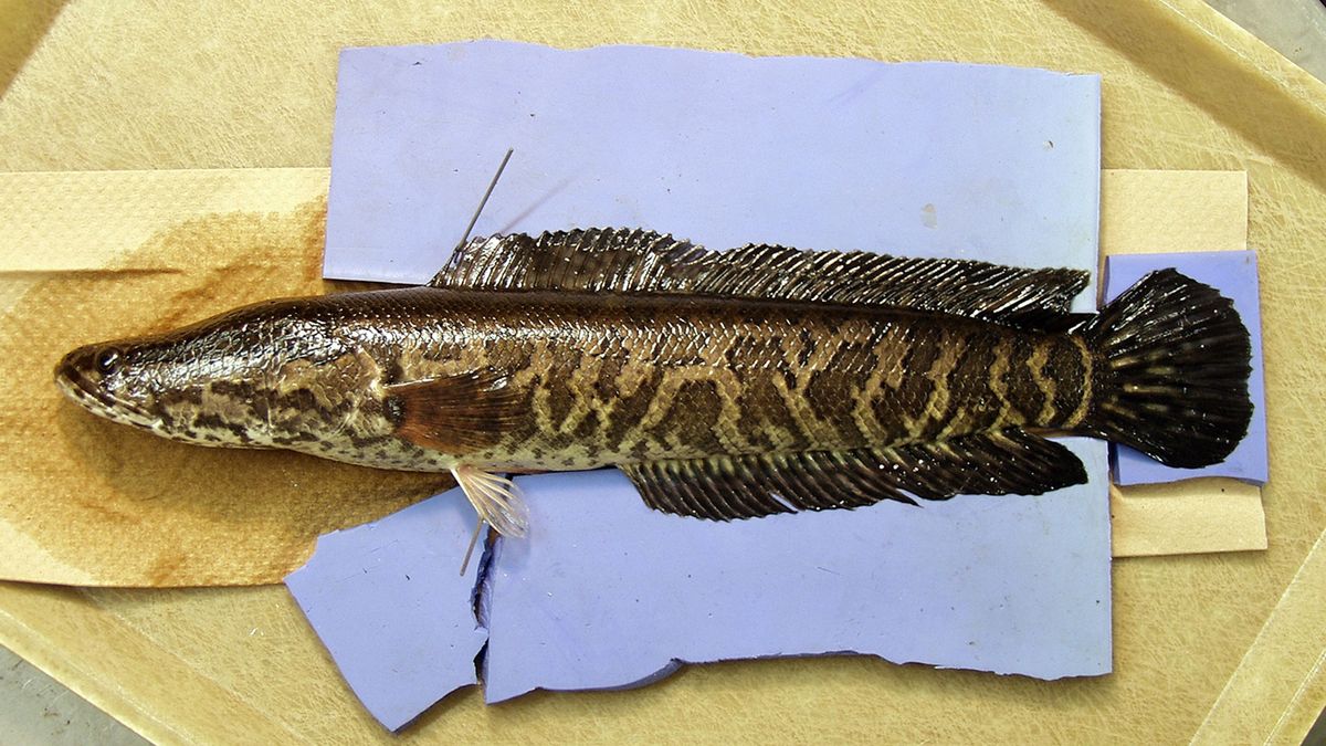 giant snakehead in water