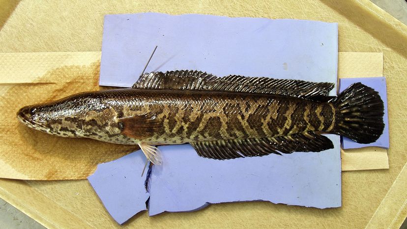 snakehead fish