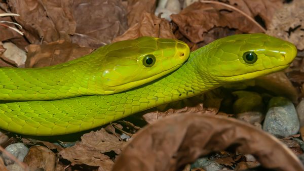 Can A Snake Crawl Through My Toilet?