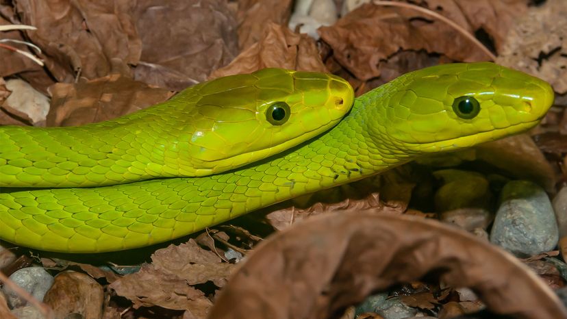 Critter of the Week: Rough green snake