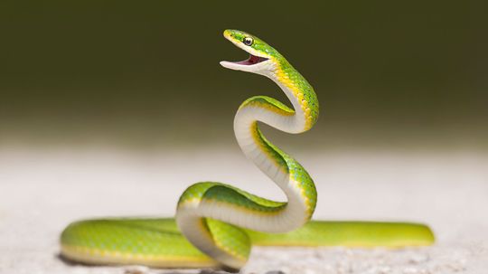 How Did Snakes Lose Their Legs?