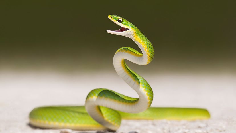 green snake