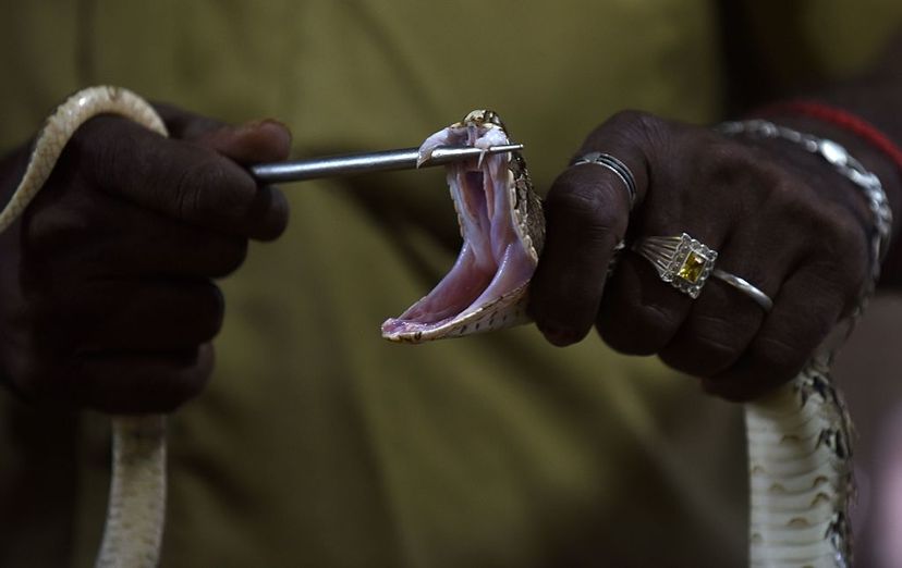 a man holds a snake's mouth open, exposing fangs