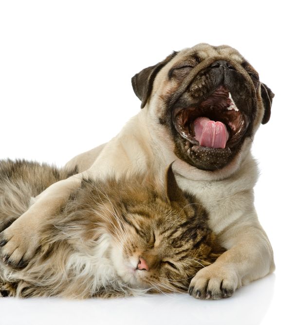 dog and cat yawning