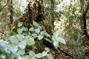Snipers modify a type of camouflage clothing called a ghillie suit to match their surroundings.