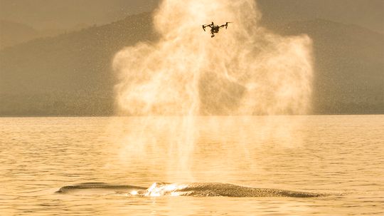 The 'SnotBot' Drone Is Making Scientific Research Easier on Whales