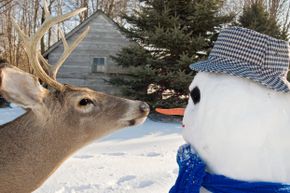 Note: You may not be able to control for the deer variable in your snowman experiment.