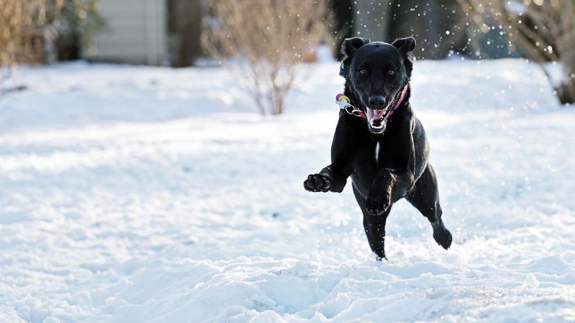 dog in snow