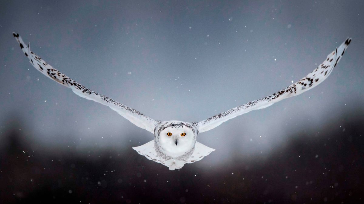 4. "Cute Snowy Owl Nail Design" - wide 11