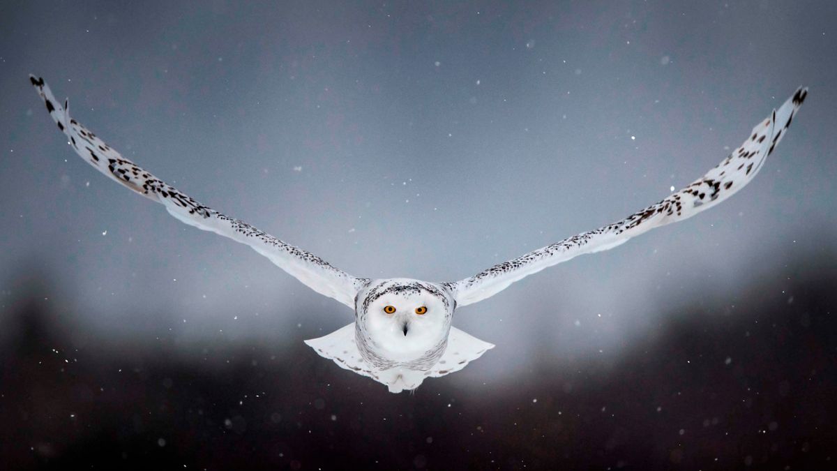 snowy owl hunting wallpaper