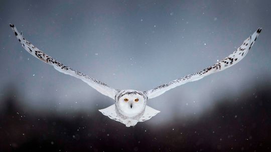 The Snowy Owl Is Quirkier Than You'd Expect