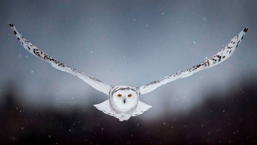 Snowy owl	
