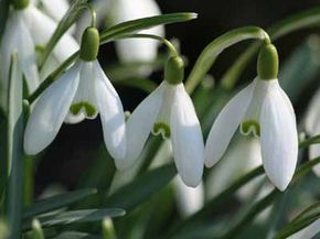 snowdrops in snow wallpaper clipart