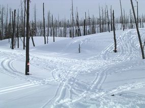 In February 2005, 17 snowmobilers were arrested for not only going off-trail in Yellowstone National Park, but also for using their snowmobiles to enter illegally.
