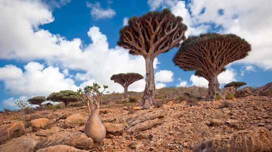Why Socotra Is Known as the 'Galapagos of the Indian Ocean'