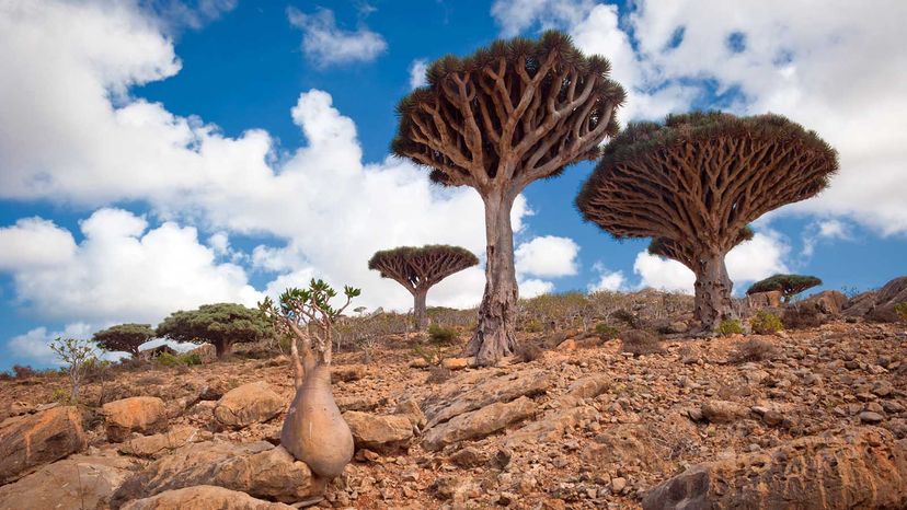 Dragon trees