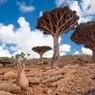 Why Socotra Is Known as the 'Galapagos of the Indian Ocean'