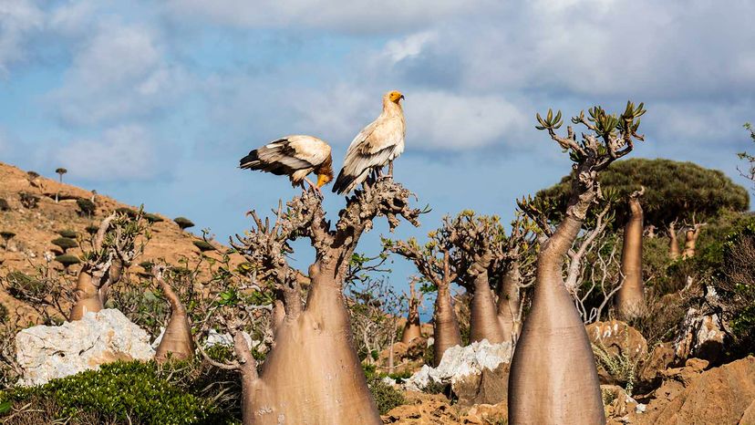 egyptian vulture