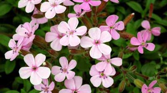 Soapwort, Bouncing Bet