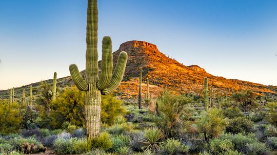 Sonoran Desert: Exploring the Enchanting Landscape and Unique Wildlife